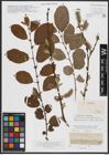Foto von Salix caprea L.